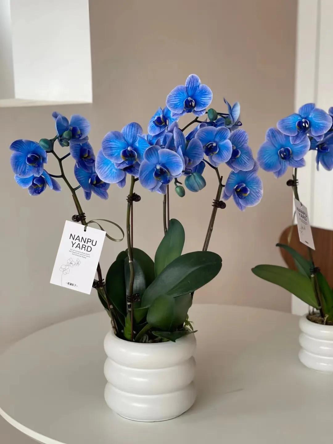 绿植大全10000种,绿植图片大全