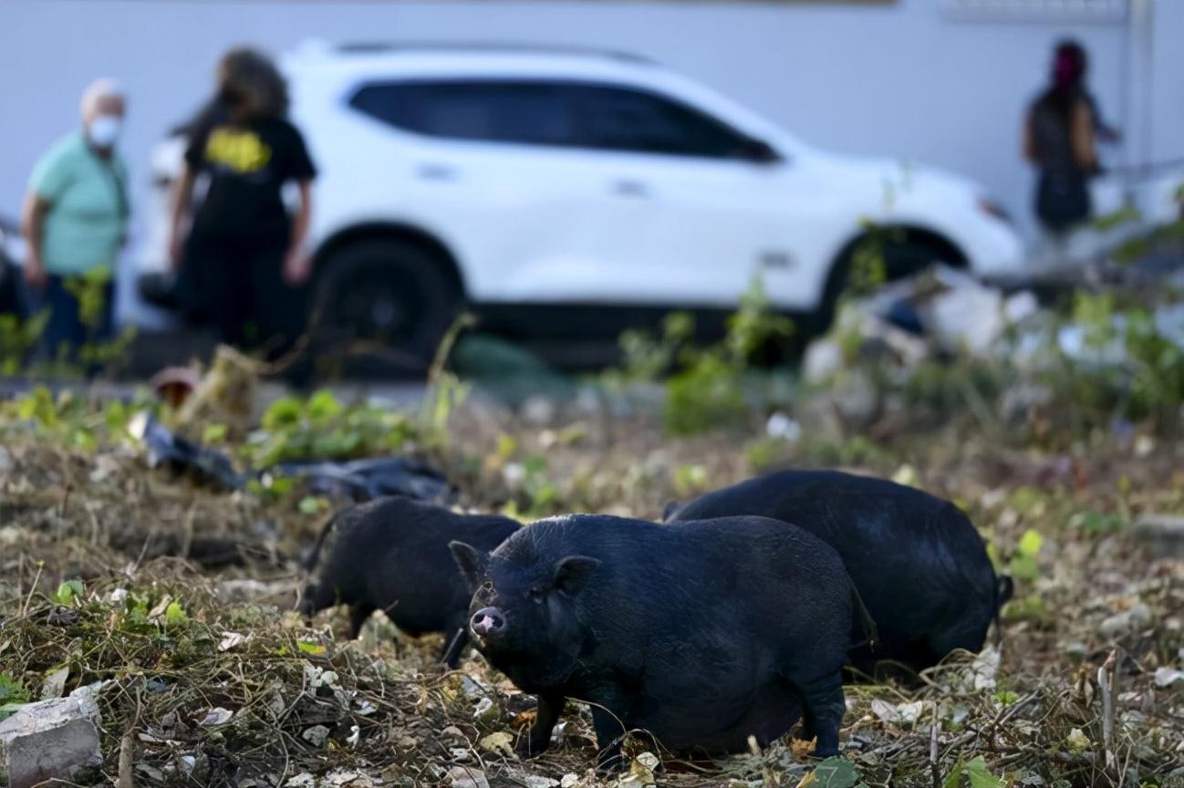 回乡养猪带领村民致富,大姐带村民发家致富