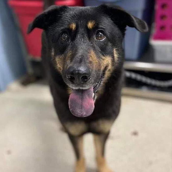 “同性恋”小狗被恐同主人遗弃，因祸得福，找到新的同性恋家庭