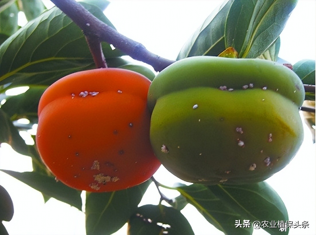 昆虫和害虫种类,昆虫和害虫的分类