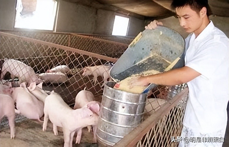 95后养猪两年20万,90后白手起家养猪