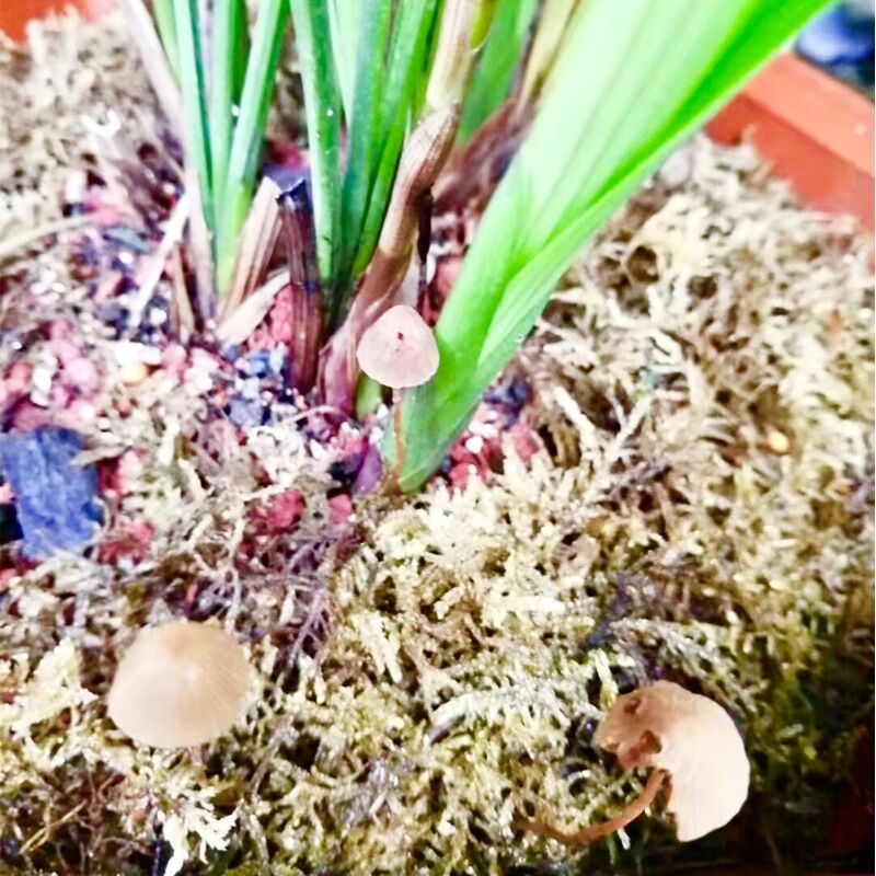 兰花盆长出蘑菇对兰花有影响吗,兰花盆内长蘑菇
