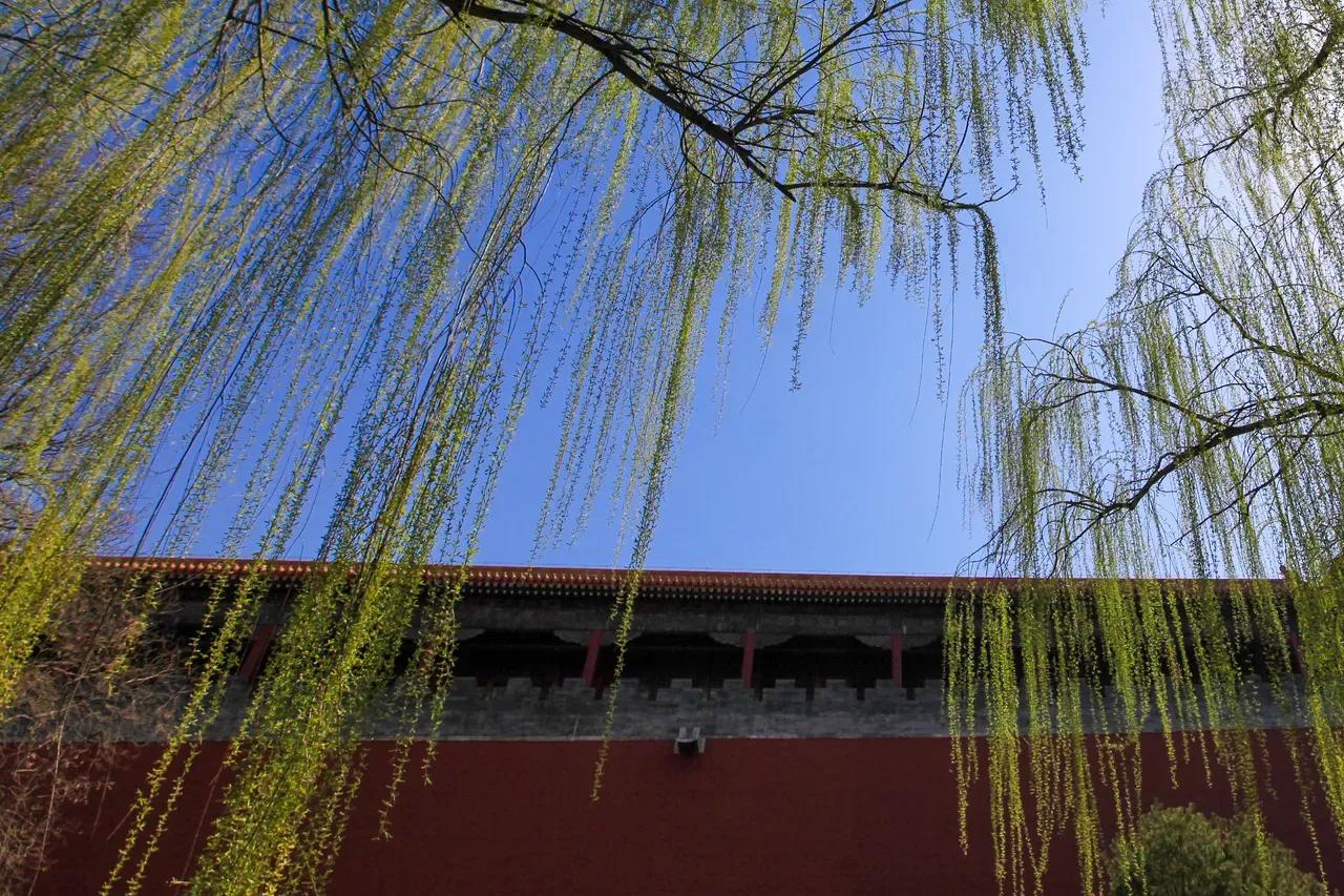 有关柳的诗句唐诗宋词,唐代诗人写的咏柳