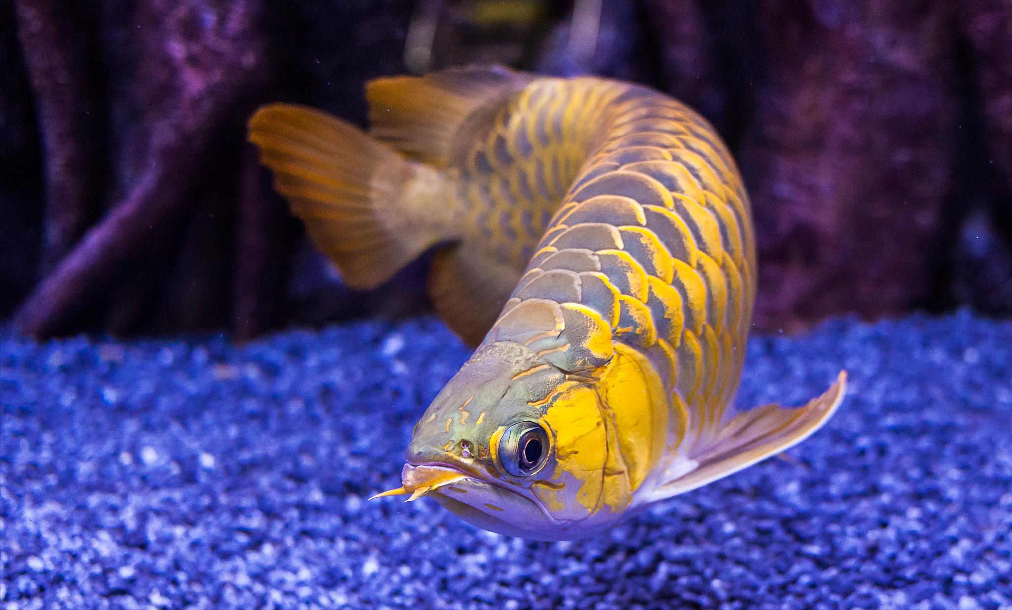 龙鱼没食欲趴缸是感染寄生虫了吗,如何判断龙鱼有寄生虫