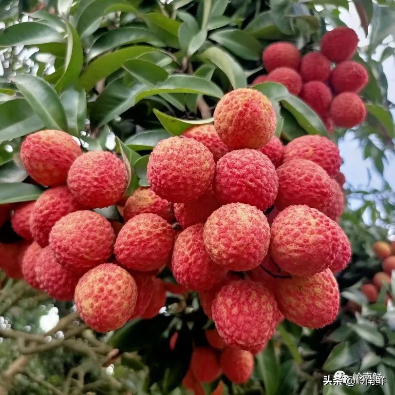 全球最好吃的荔枝在哪里,荔枝哪个品种最好吃
