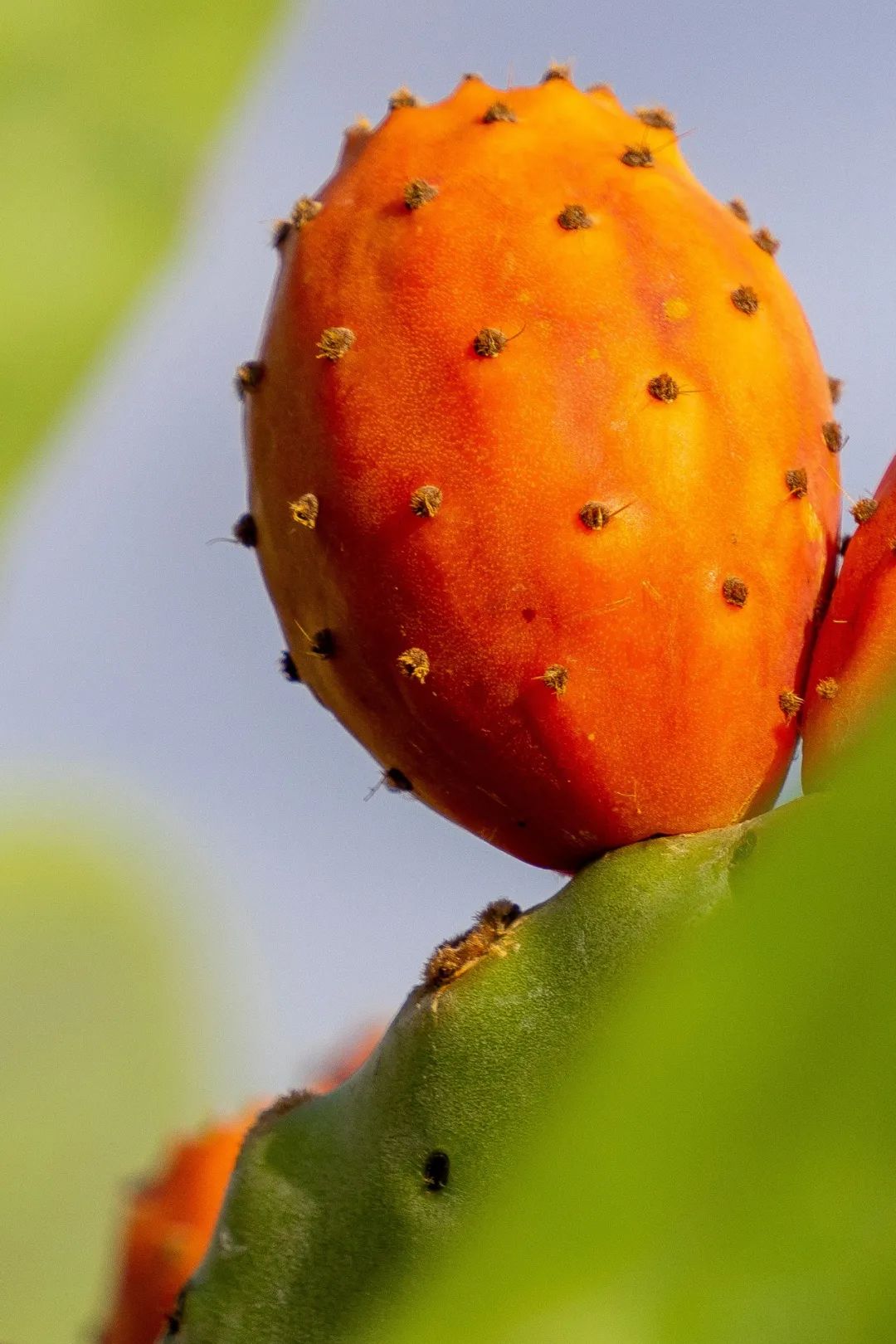 我国四大地理区域水果,中国什么地方热带水果多