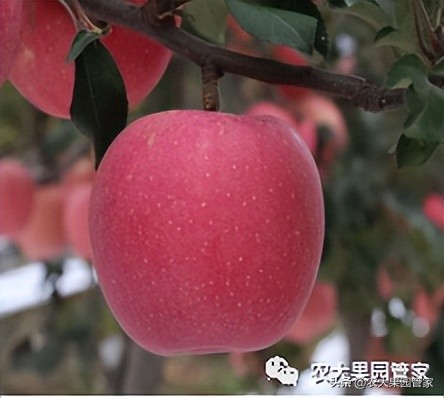 优质果树苗木品种介绍,最好的新品种苹果苗木