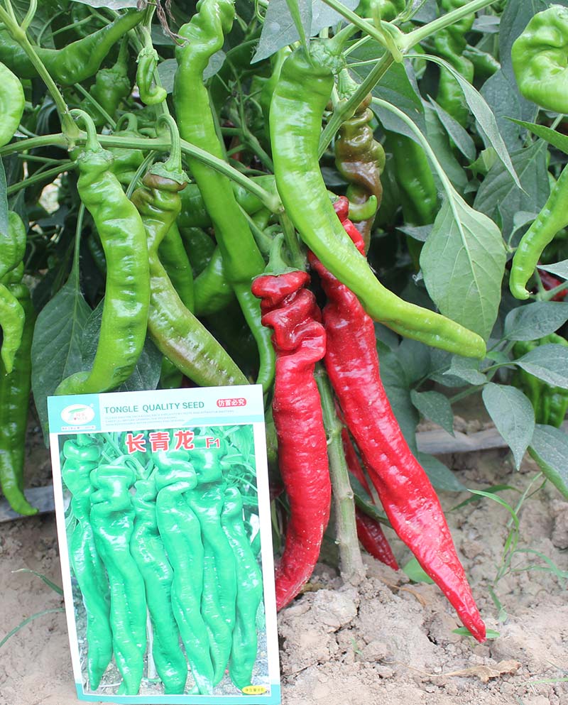老品种非转基因辣椒种子,辣椒最好品种龙椒种子