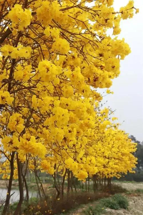 你知道密集恐惧症是什么吗,身体上的密集恐惧症