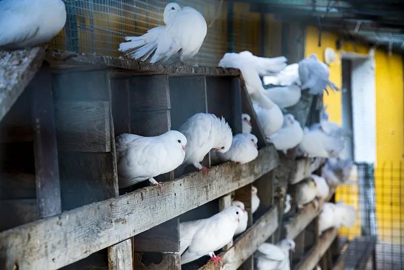 什么宠物对纯素食者最好,好养且可以食用的宠物有哪些