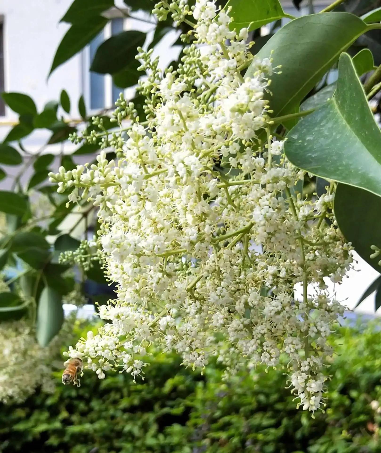 女贞有毒吗,大叶女贞又叫火炮树