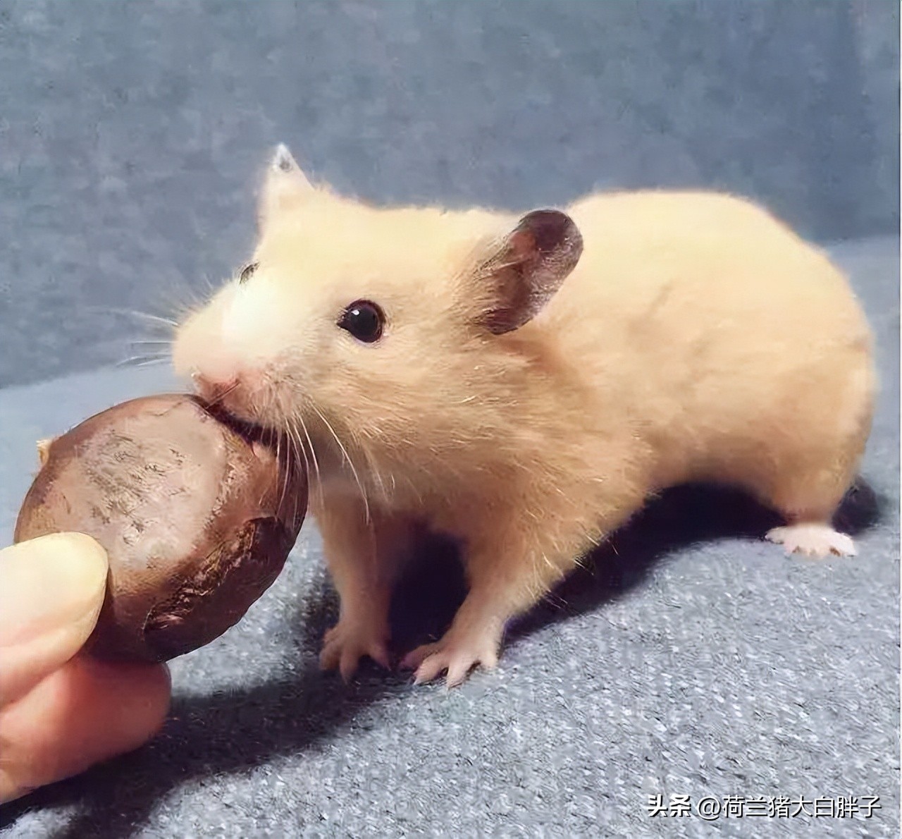 仓鼠饲养八大禁忌仓鼠吃什么蔬菜,饲养仓鼠的十大禁忌有哪些