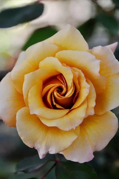 常见切花月季一览（45）