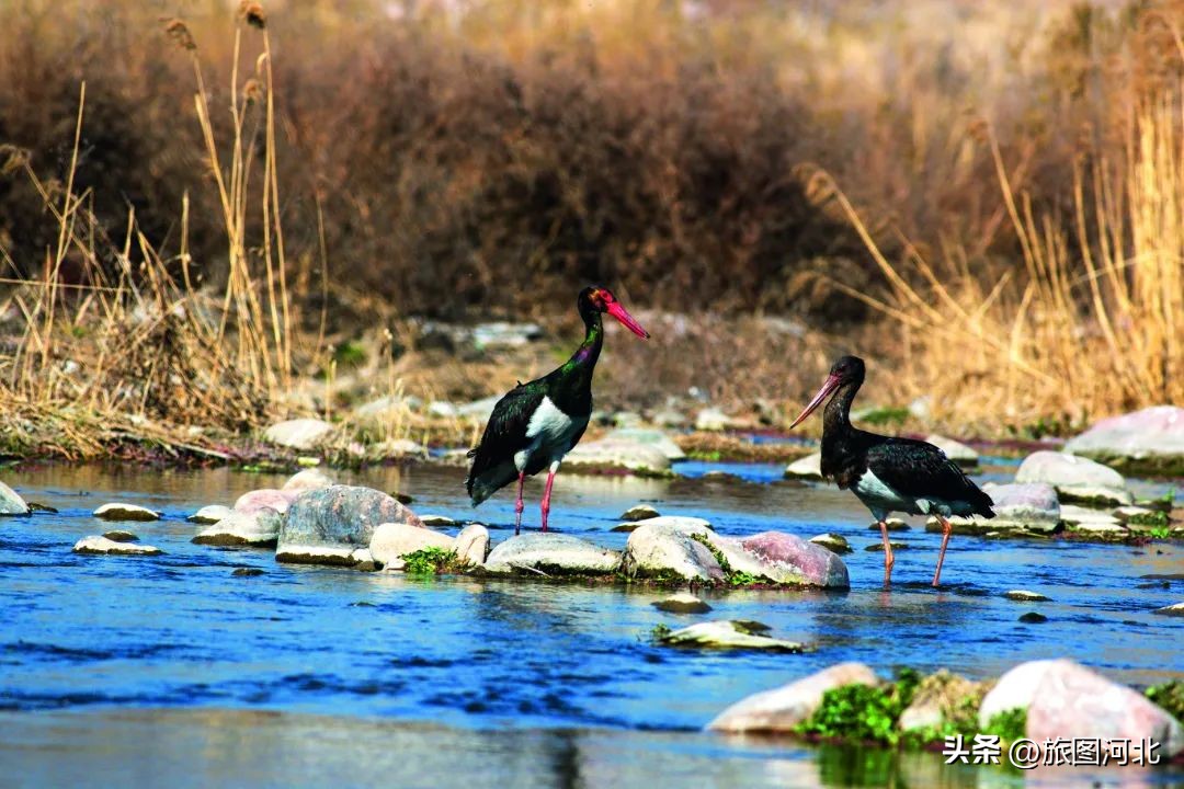 一起出发丨跟着“鸟王爷”去观鸟