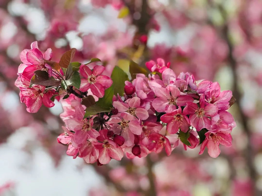 相邀北京冬奥公园看花海！首届永定河海棠赏花节来喽~