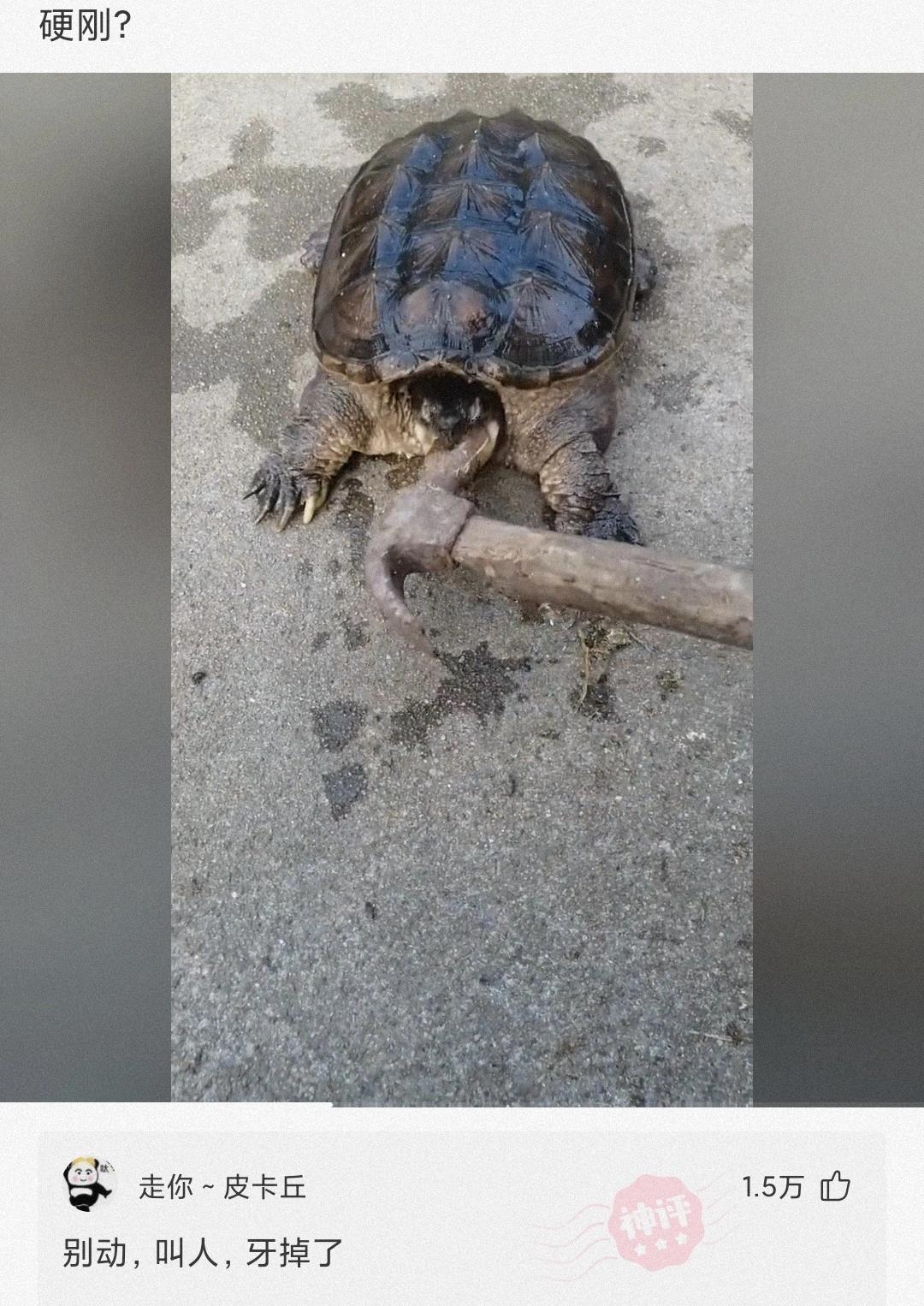 买了一个蚊帐先让室友试试,新买的蚊帐让室友先试试