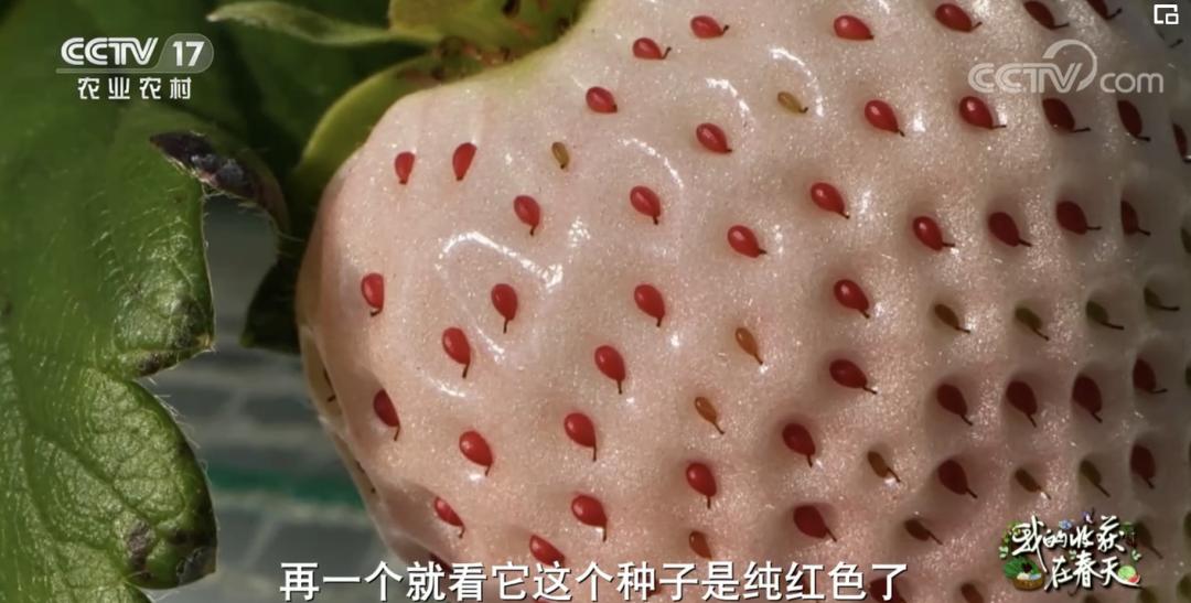 丹东九九草莓和红颜区别,丹东九九草莓新品