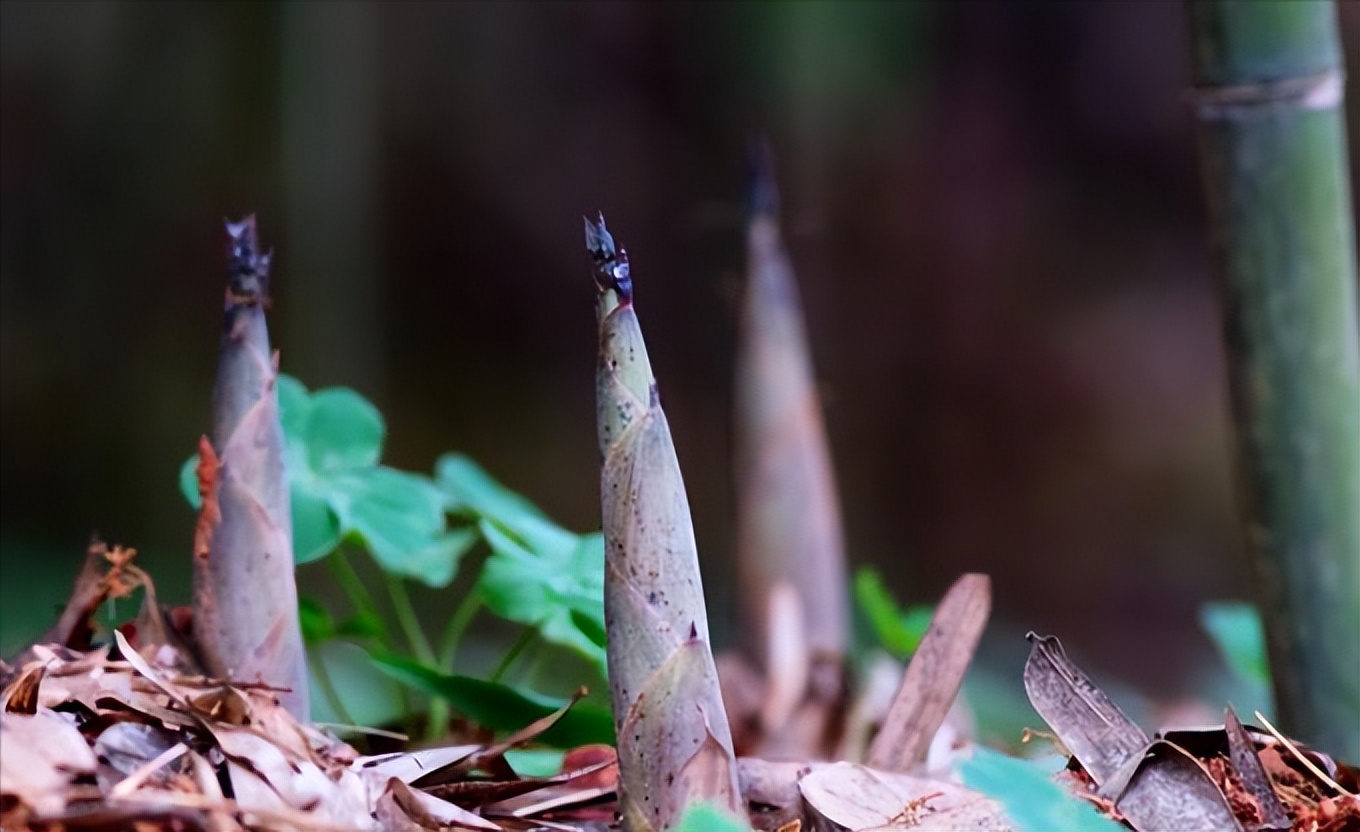 竹笋肠胃不好的能不能吃,竹笋味道真棒