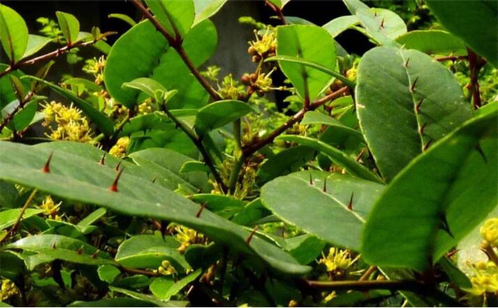 两面针是什么植物,植物两面针图片