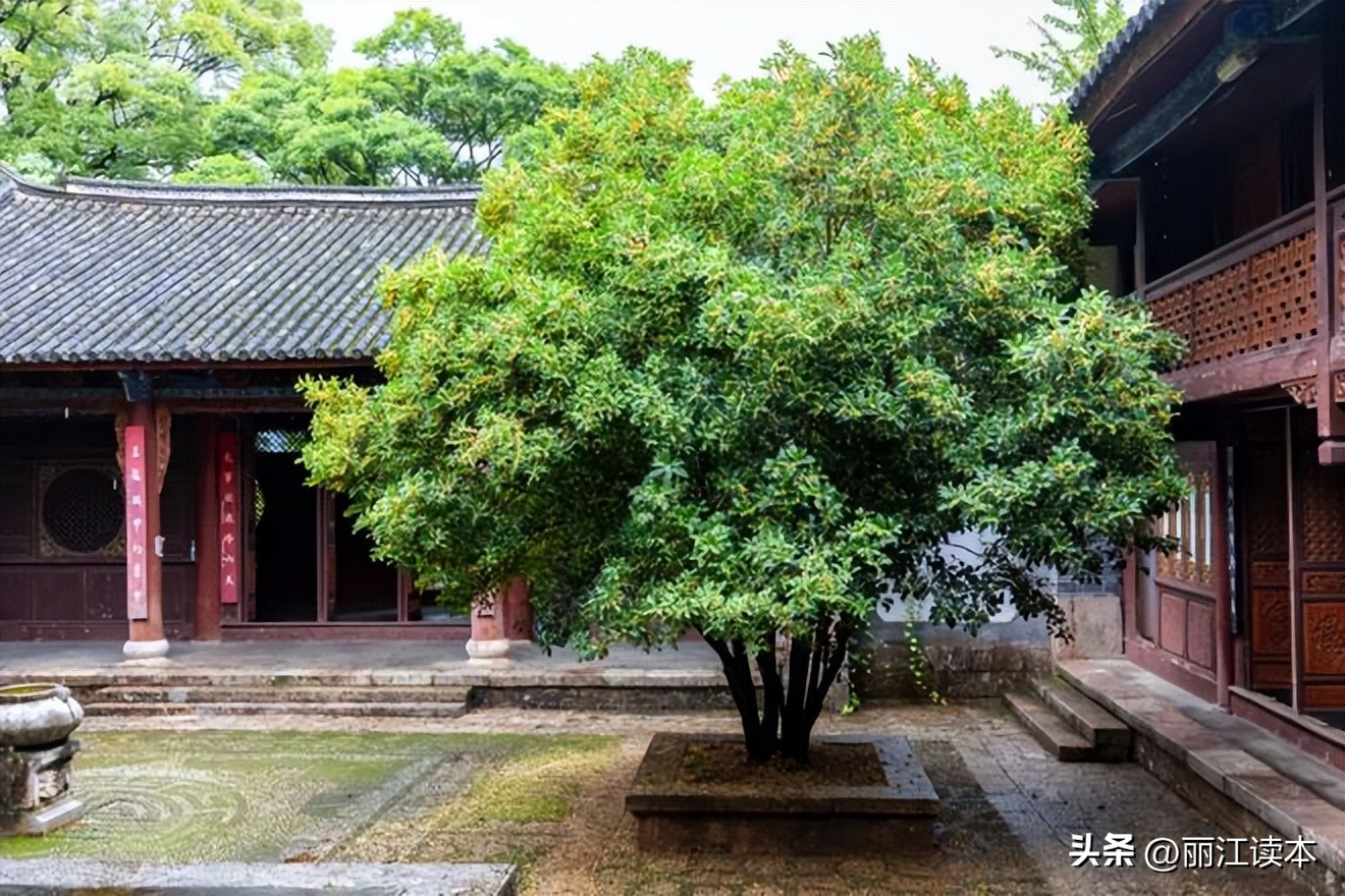 满城桂花香桂林,满城桂花香味