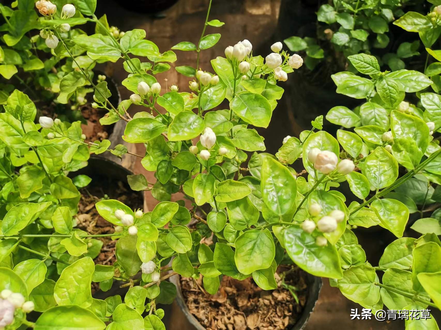 骗人花,四种坑人花