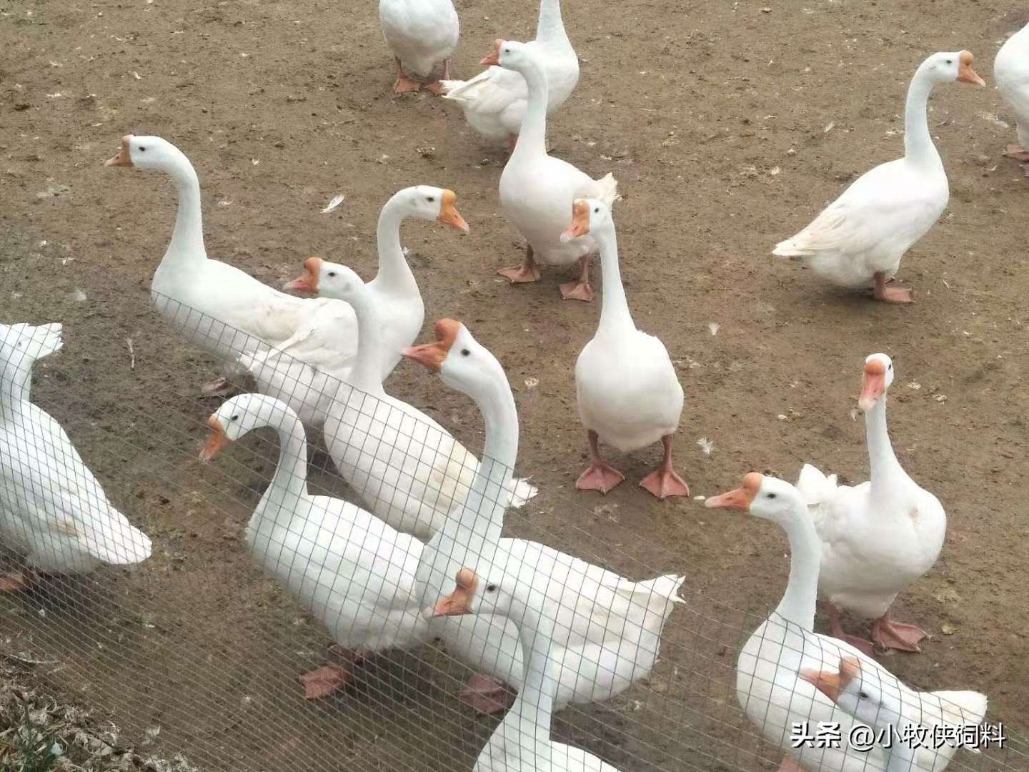 种鹅卵黄性腹膜炎的特效药,鹅腹膜炎用哪类药