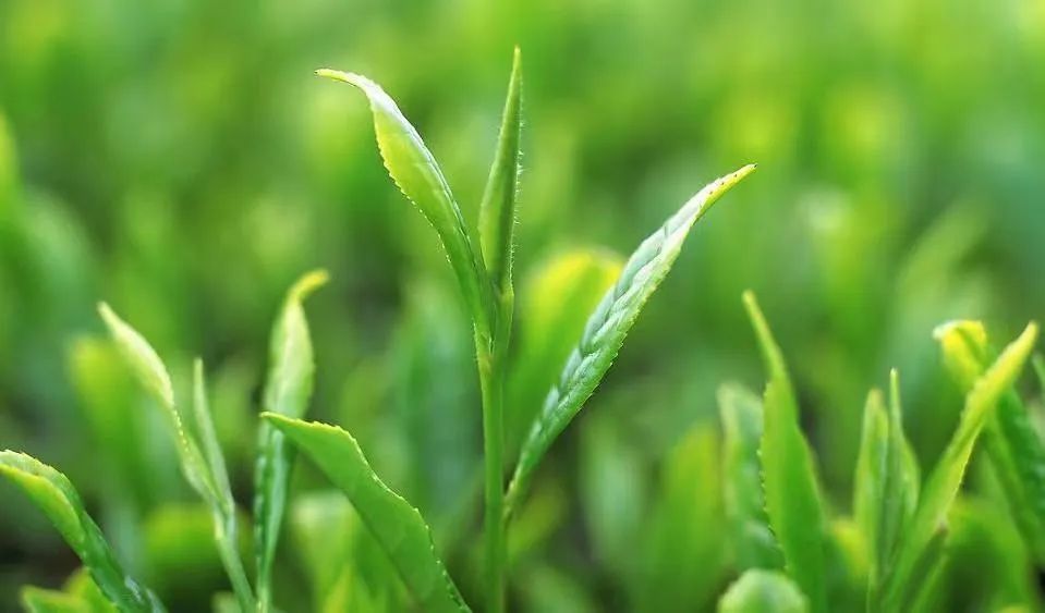 #草木有趣·谷雨茶|​且招邻院客，试煮落花泉