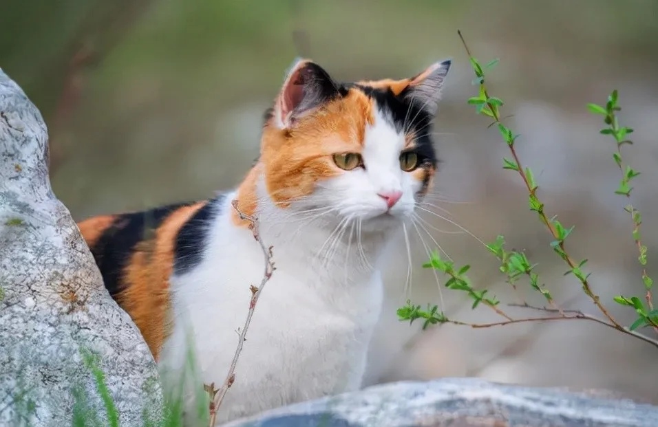 养宠物猫好还是养土猫好,土猫跟宠物猫有什么区别