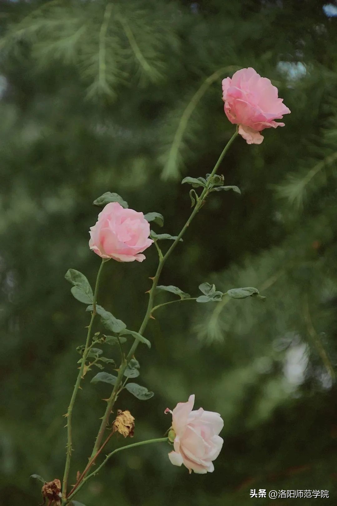 当洛师邂逅43种中国传统色……