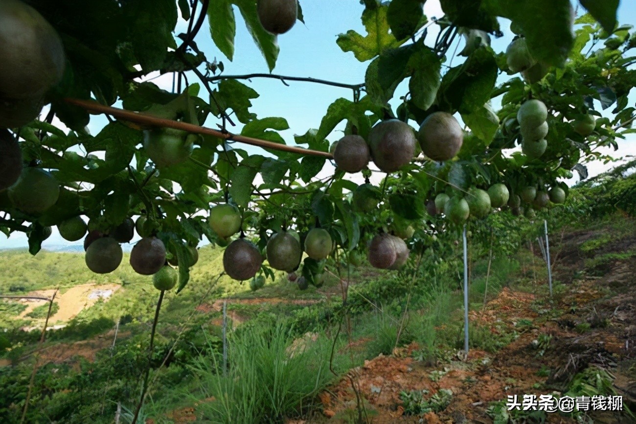 广西特色产业精准扶贫发展现状,乡村振兴百香果产业发展