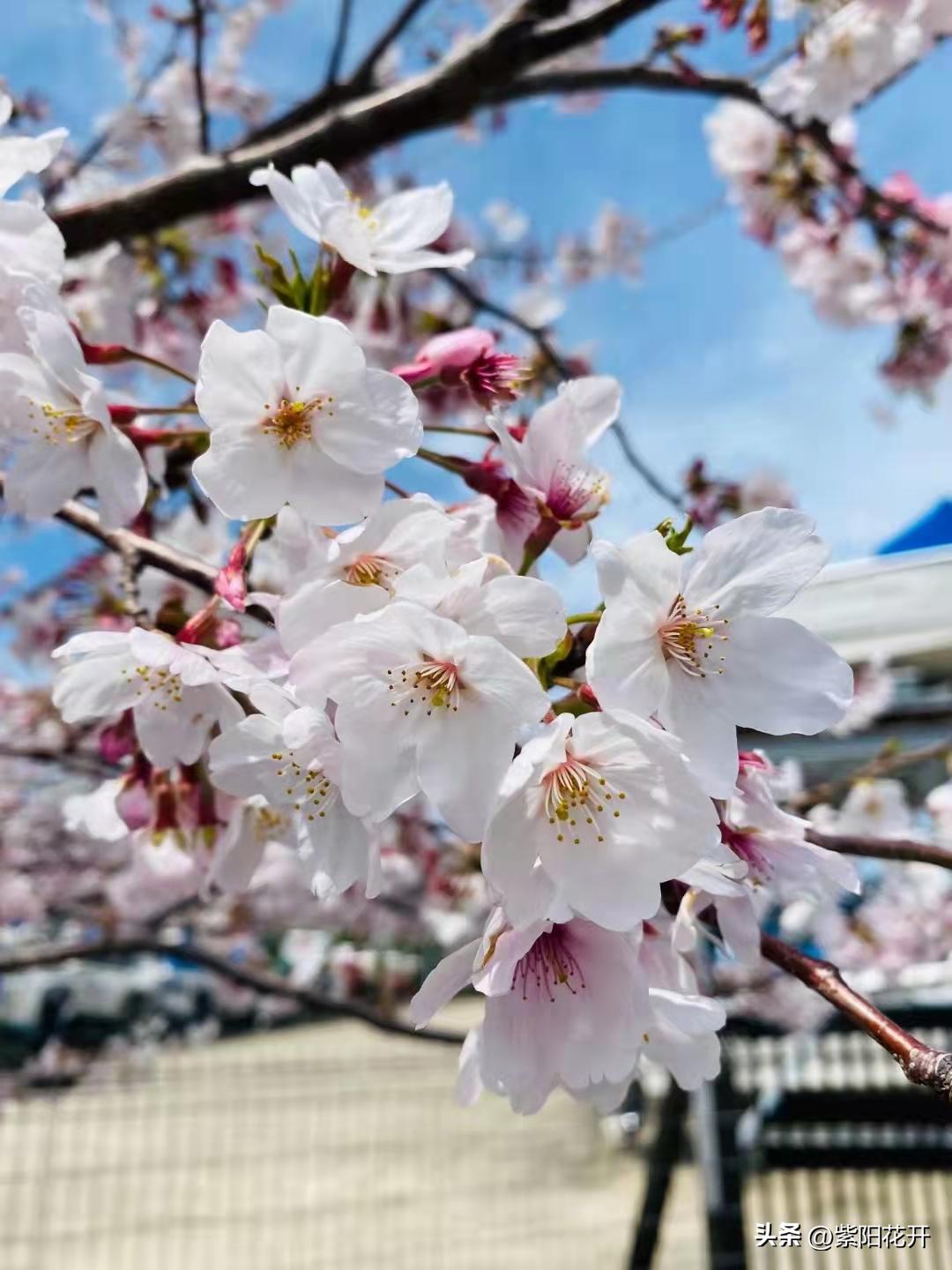 东京蟹工船 (日式海鲜船)