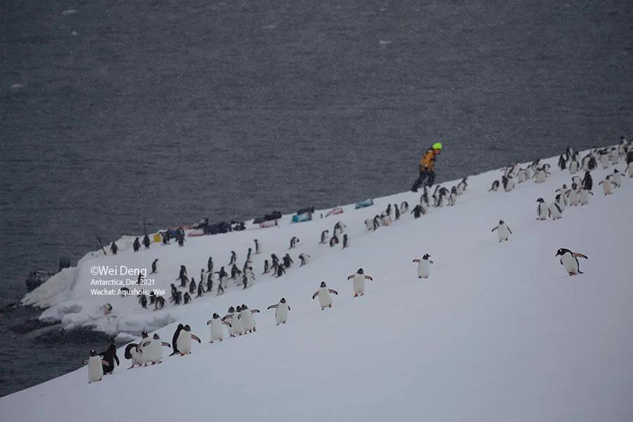 我在南极养企鹅,我在南极的日子