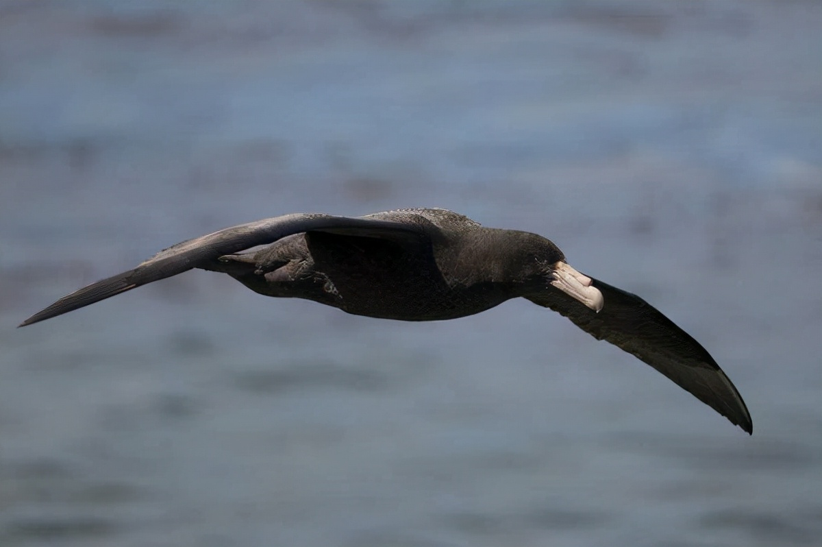 世界上最奇怪的十大鸟,世界上最恐怖的大鸟