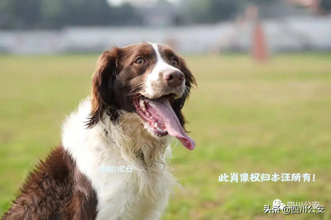 阿尔法日记美白乳,阿尔法的日记