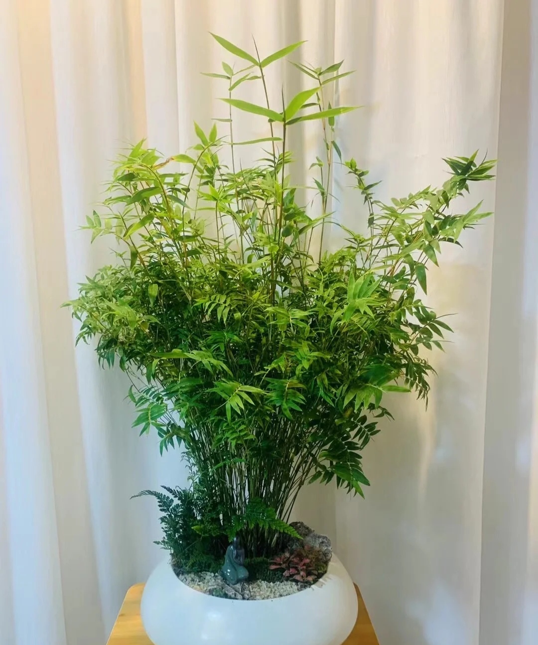 家庭客厅养什么花好看又旺财,客厅最吉祥的三种花