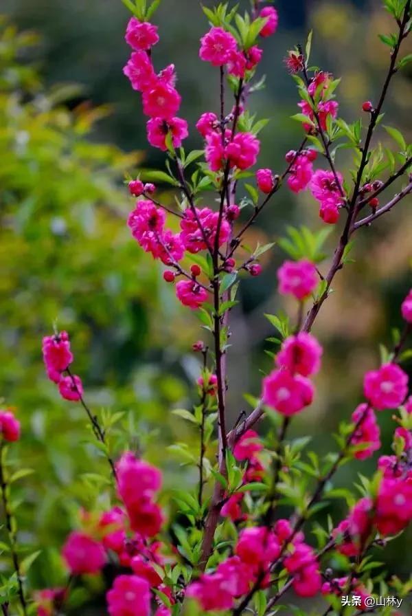 十大绝美花朵,绝美花朵视频