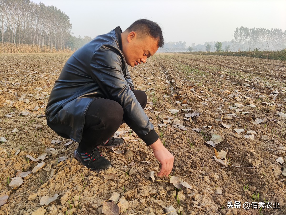 杀虫剂大爆发,杀虫剂市场容量以及变化趋势