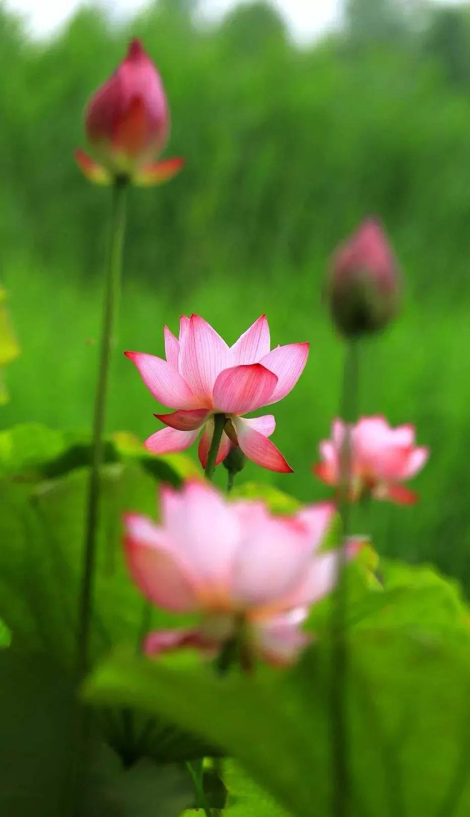 漂亮美丽的荷花壁纸,雨中荷花壁纸荣盛城