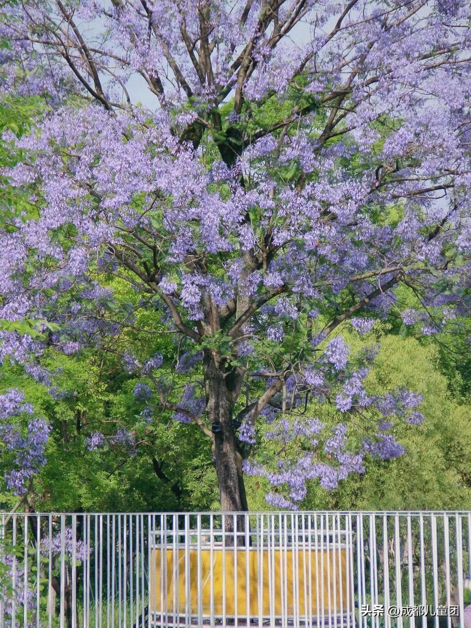 成都武晋路蓝花楹,昆明街头蓝花楹绽放成梦幻花海