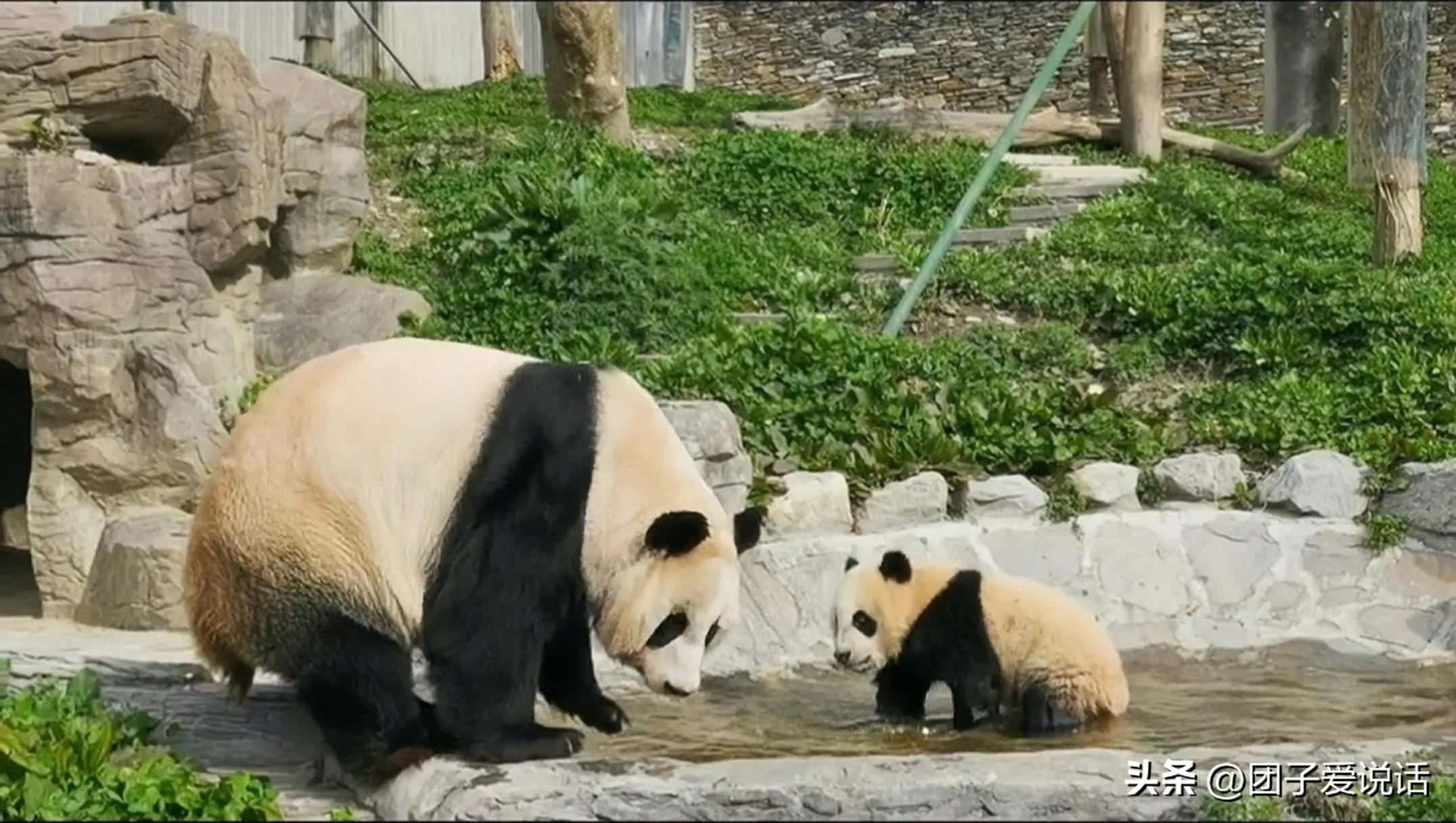 在汶川大地震救助的熊猫,经历汶川地震的熊猫