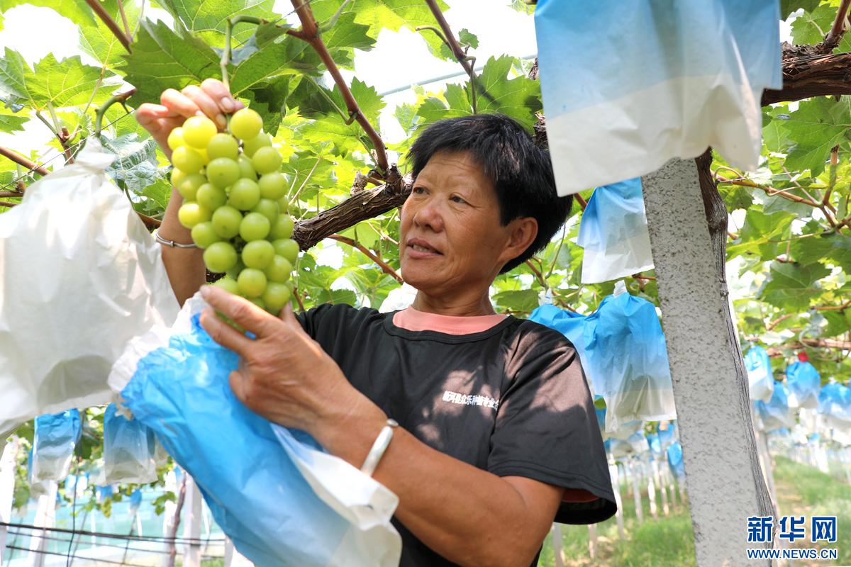 乡村振兴在行动｜产业兴旺活力足——河北新河特色产业发展新图景