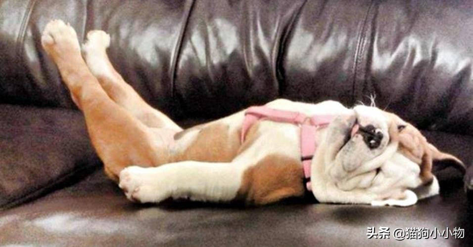 狗狗闭着眼睛睡觉代表什么,狗狗睡觉为什么会有怪异的动作