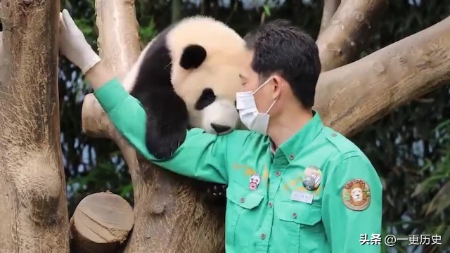 旅居美国的熊猫丫丫,旅美熊猫艰辛的回国之路