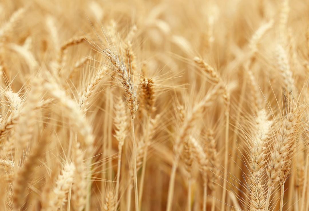 农业期货保险新模式,农民怎么参与保险期货模式