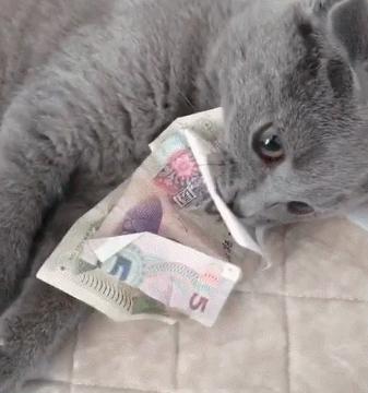 三种最不好养的宠物猫,千万不要养这三种宠物猫