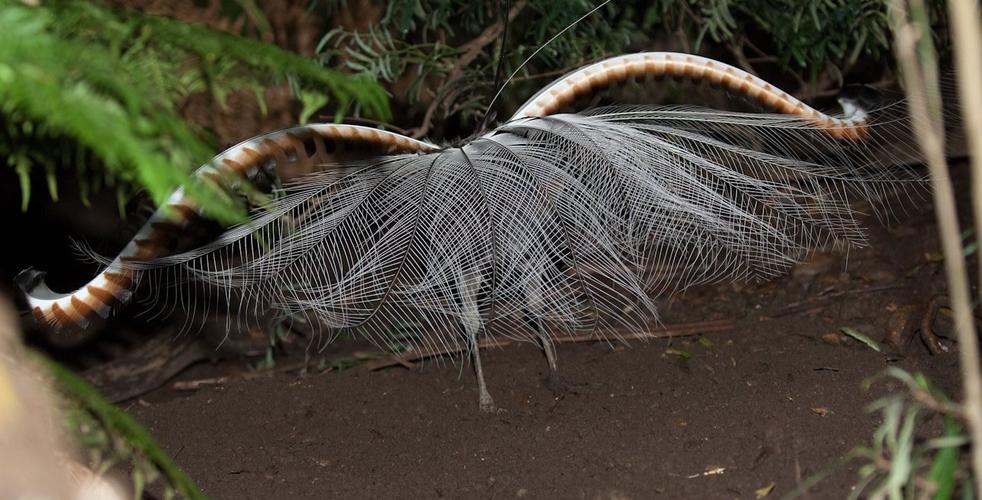世界上最大的华丽琴鸟,天堂的使者