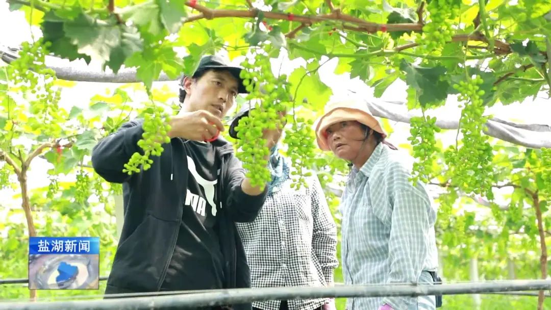 田永胜:小葡萄“串”起致富路