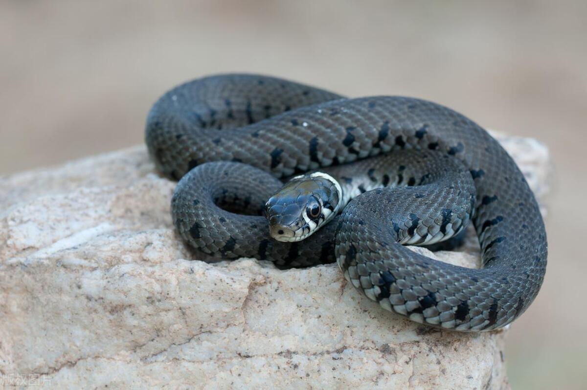 为什么家里会进蛇，家里发现蛇怎么处理？有什么好的办法？