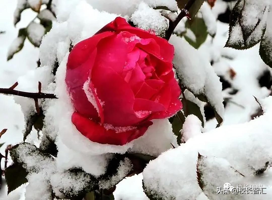 淡泊名利和澹泊名利的区别,沧海与世无争