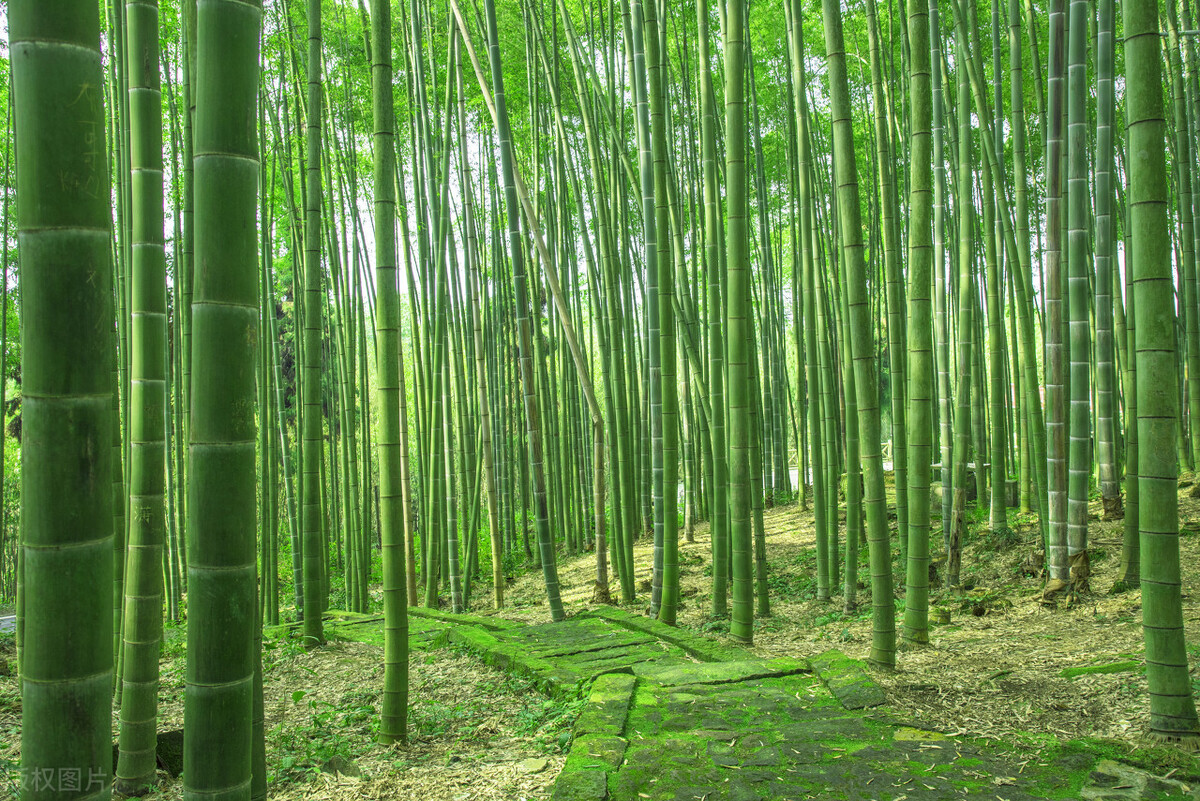 清韵翠竹诗词,古诗词竹影唯美名句